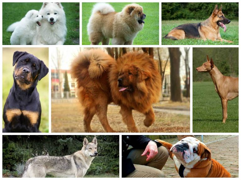 TOP 10 Loài Chó Đắt Nhất Thế Giới