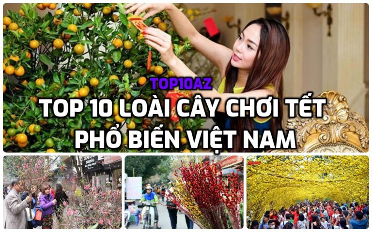 TOP 10 loài cây chơi tết phổ biến Việt Nam