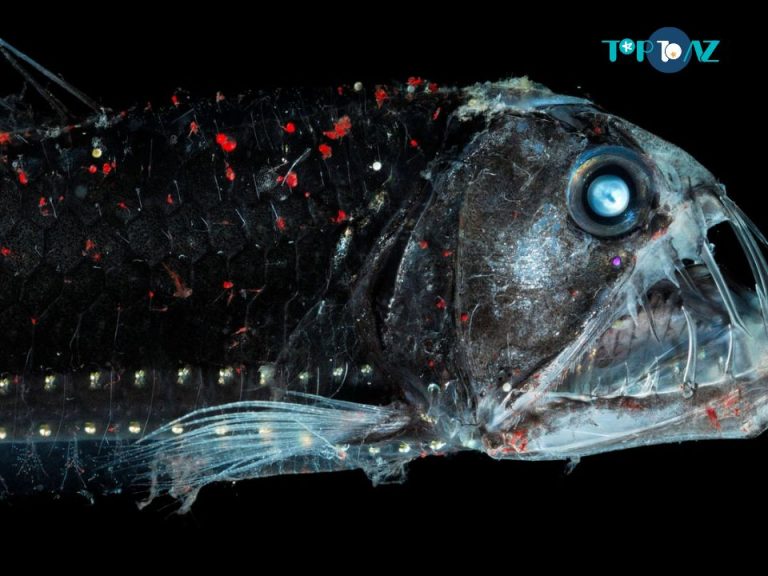 TOP 10 Weirdest Fishes in the Ocean