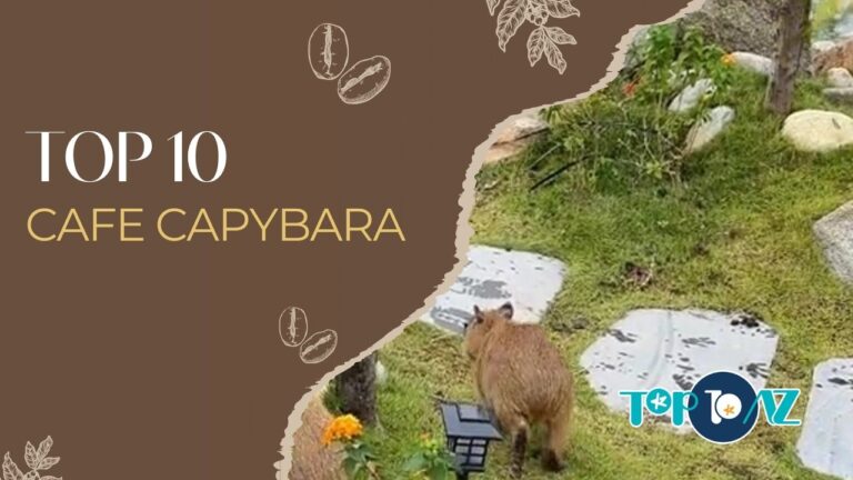 TOP 10 Quán cafe có Capybara ở Việt Nam